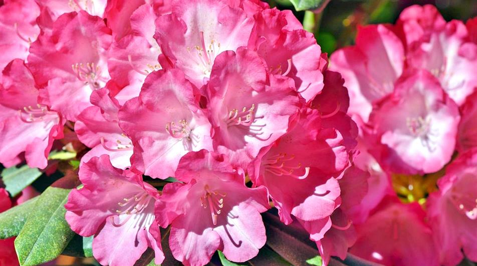 Rhododendron